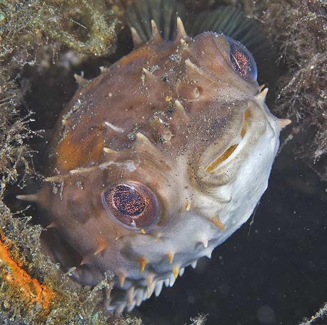  Chilomycterus orbicularis (Birdbeak Burrfish)